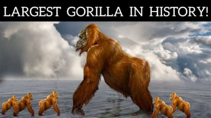 What is the deadliest gorilla?