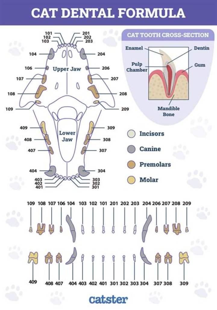 What is the dental formula for animals?