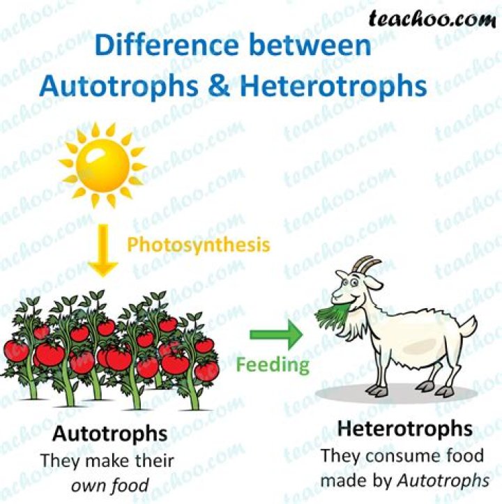 What is the difference between a heterotrophic and autotrophic protist?