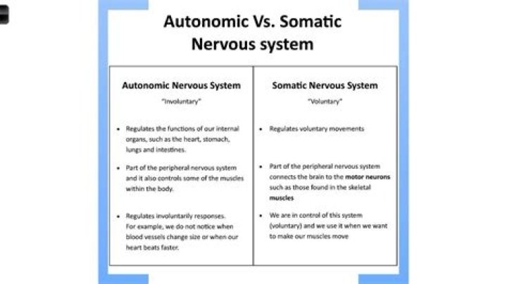 What is the difference between autonomic and somatic?