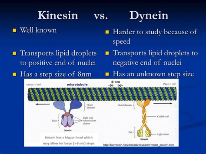 What is the difference between kinesin and dynein?