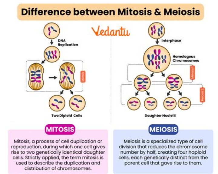 What is the difference between meiosis I and meiosis ll?