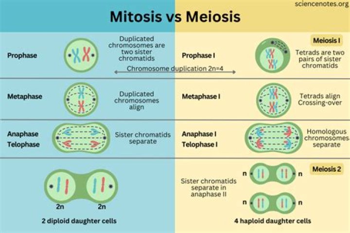 What is the difference between mitosis and meiosis 1 in a diploid organism?