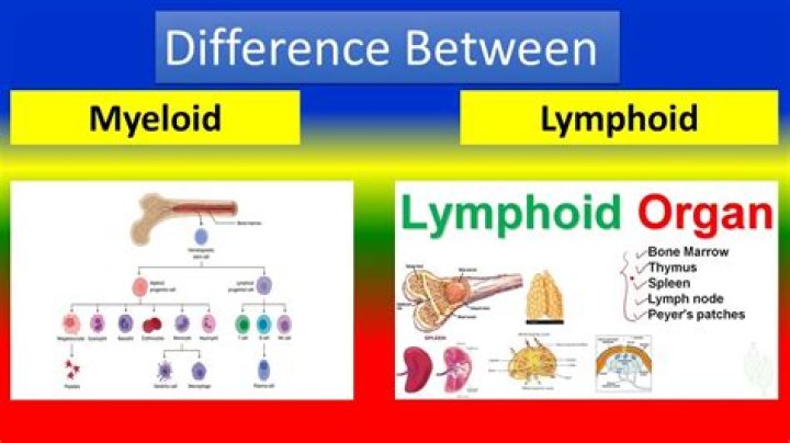 What is the difference between myeloid and lymphoid?