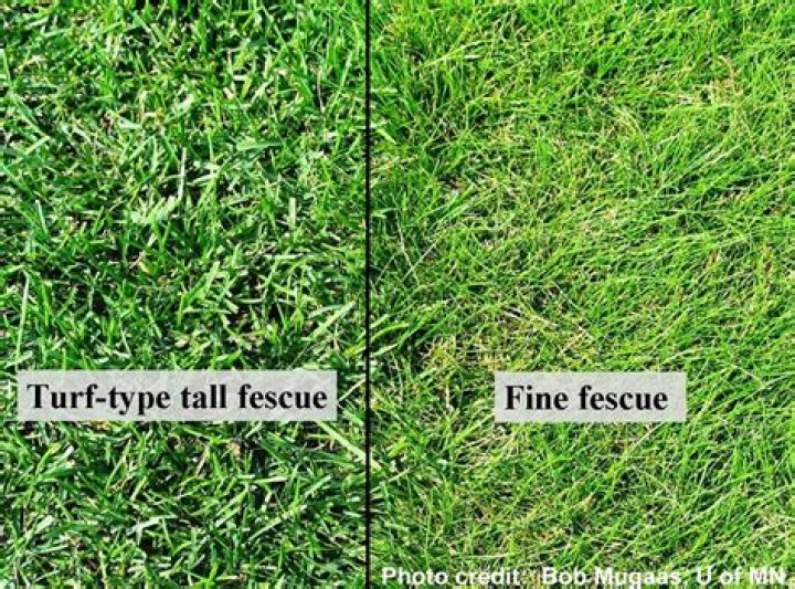 What is the difference between tall fescue and turf type tall fescue?
