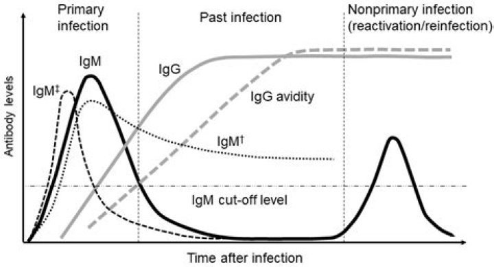 What is the difference between the IgM and IgG antibodies tests for COVID-19?