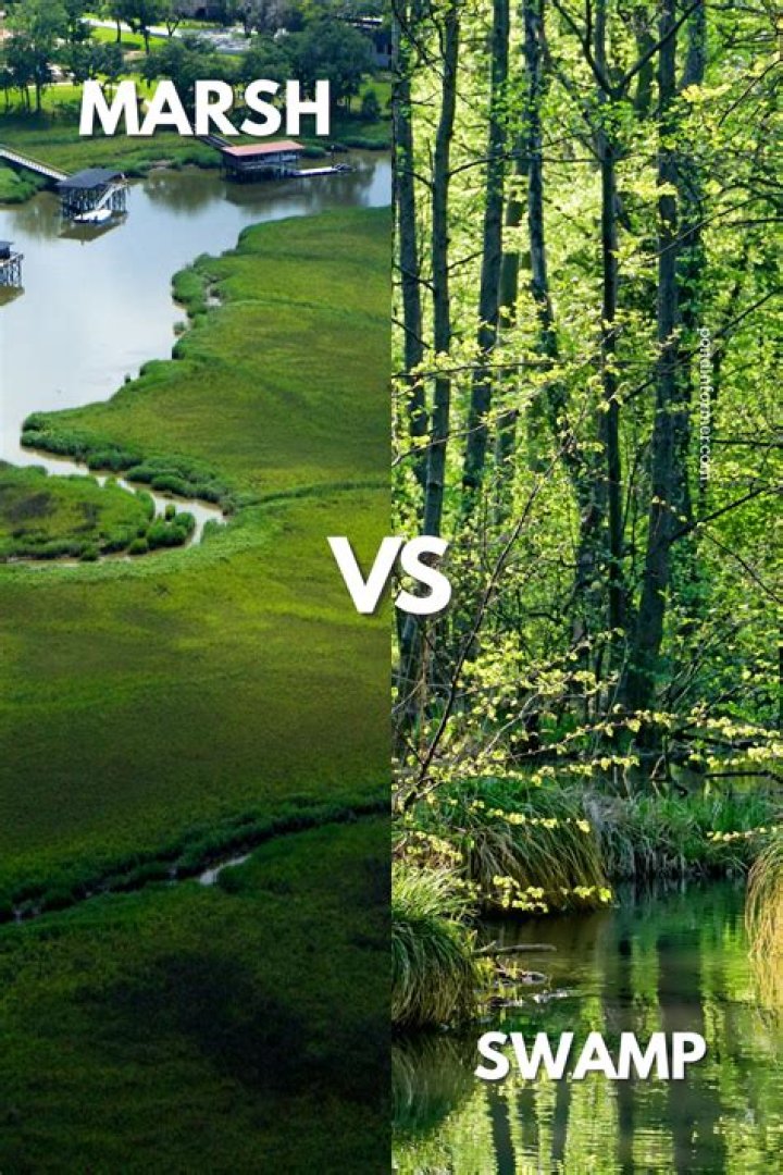 What is the difference in a marsh and a mudflat?