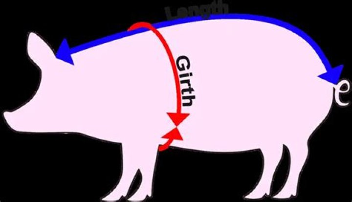 What is the dressed weight of a hog?
