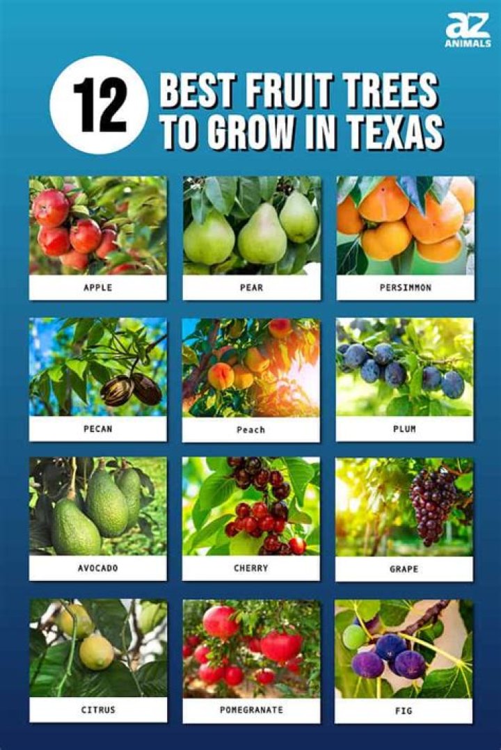 What is the easiest fruit tree to grow in Texas?