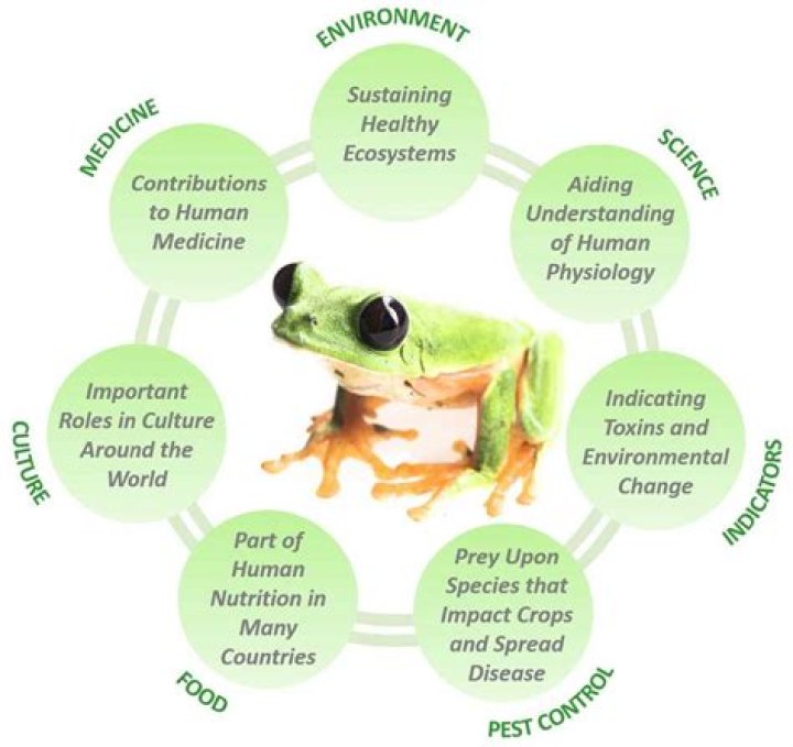 What is the ecological importance of reptiles?