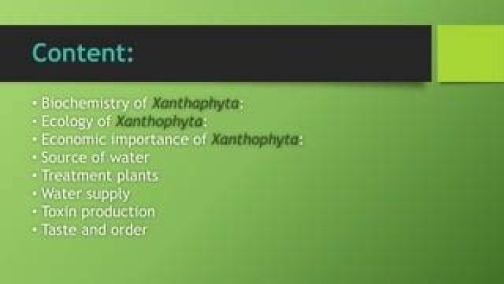 What is the economic importance of Xanthophyta?