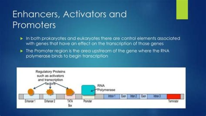 What is the EF1alpha promoter?
