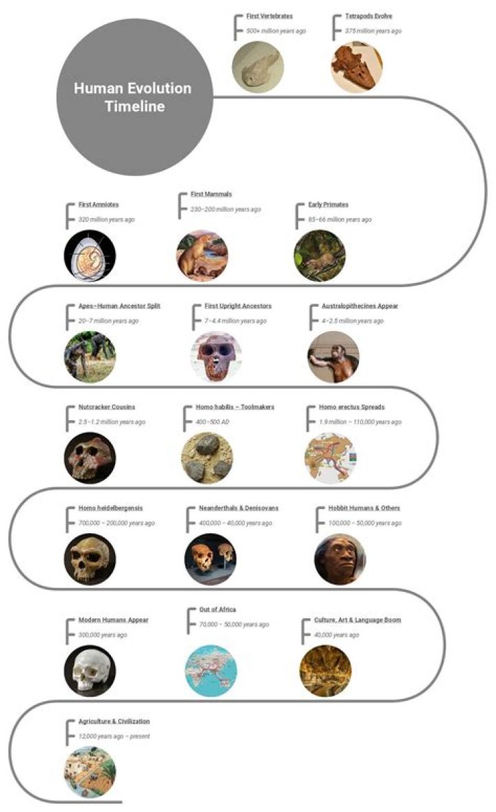 What is the evolution of vertebrates?