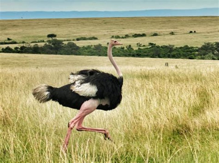 What is the fastest speed an ostrich can run?