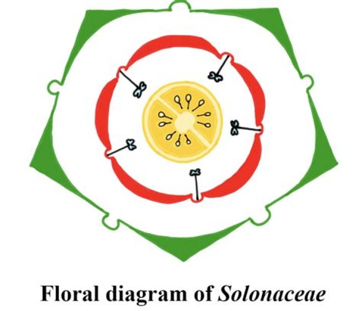 What is the floral formula of Solanaceae?
