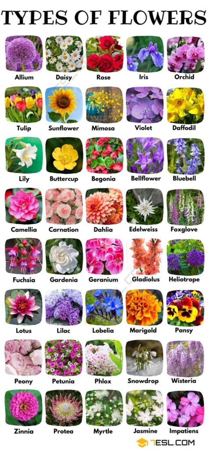 What is the flower that stands for Beware 1 word s?