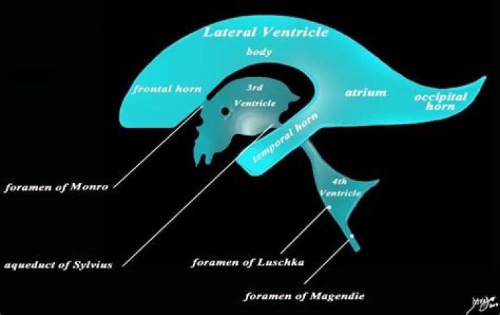 What is the foramen of Monro?