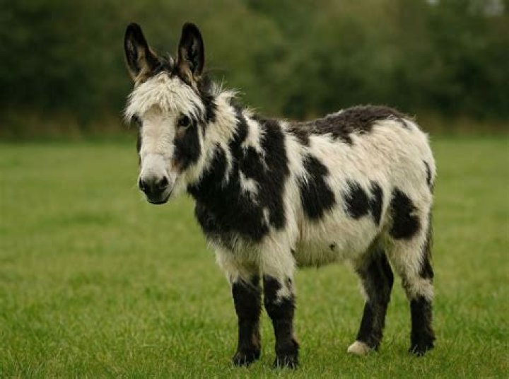 What is the friendliest donkey breed?
