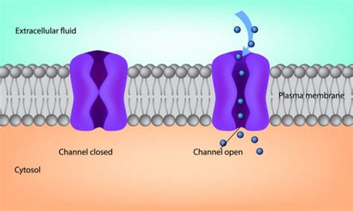 What is the function of a chloride channel?