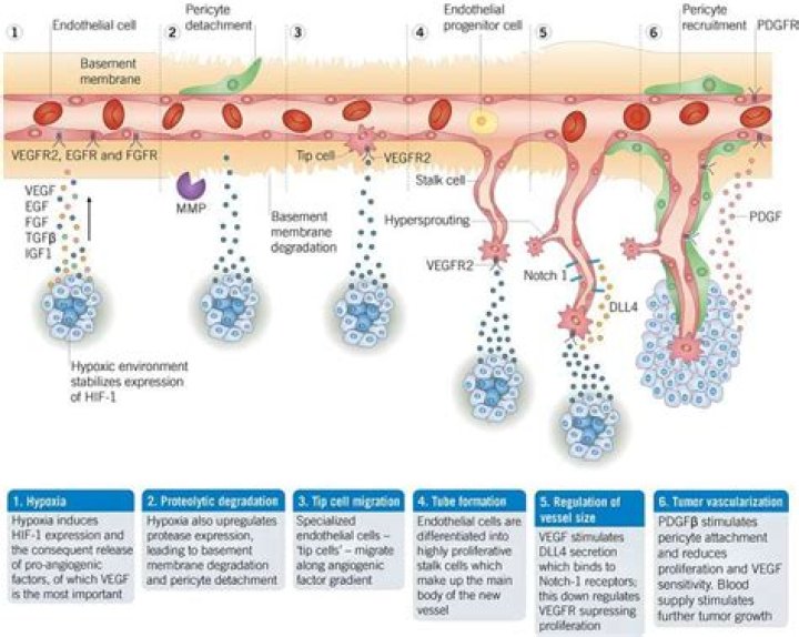 What is the function of angiogenesis with malignant tumors?