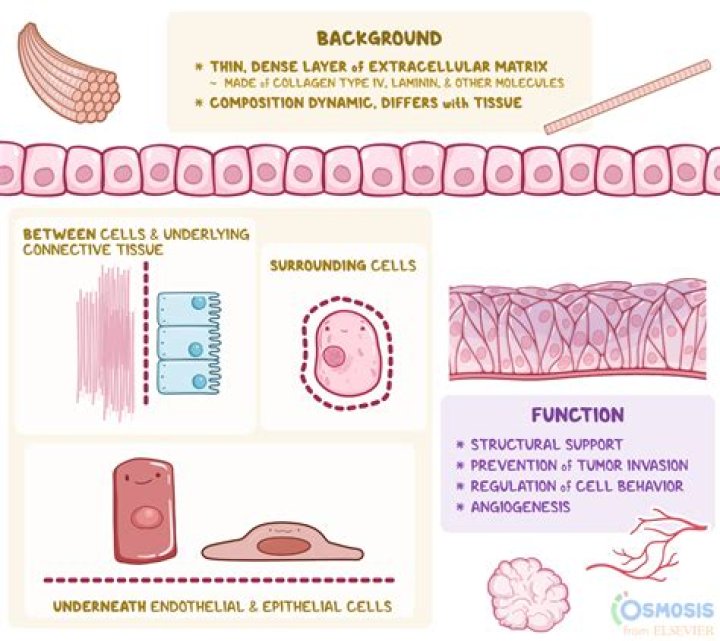 What is the function of hydroxyquinoline?