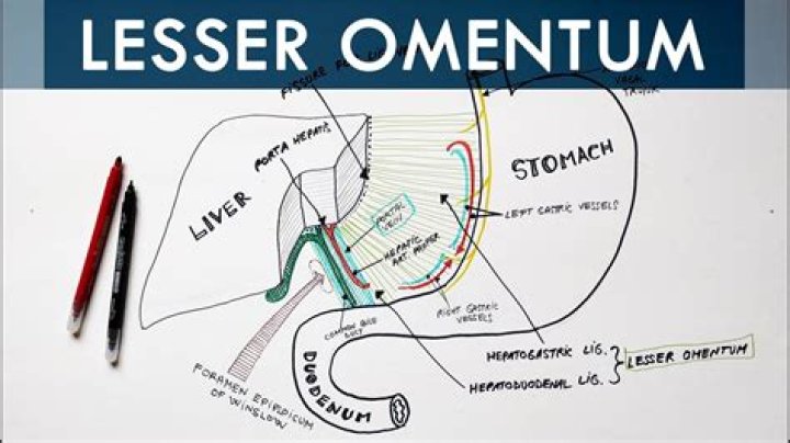 What is the function of lesser omentum?