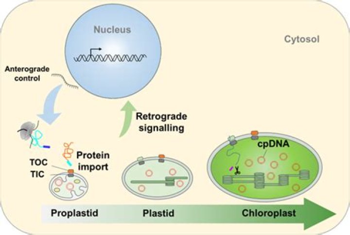 What is the function of proplastid?