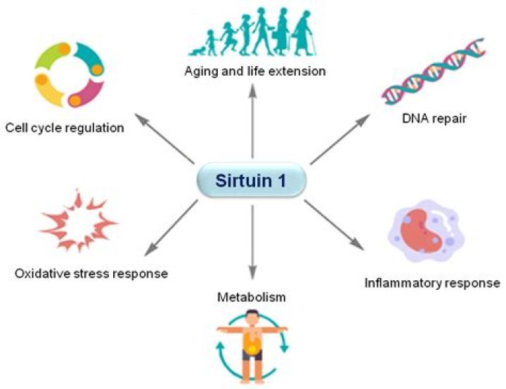 What is the function of sirtuin 1?