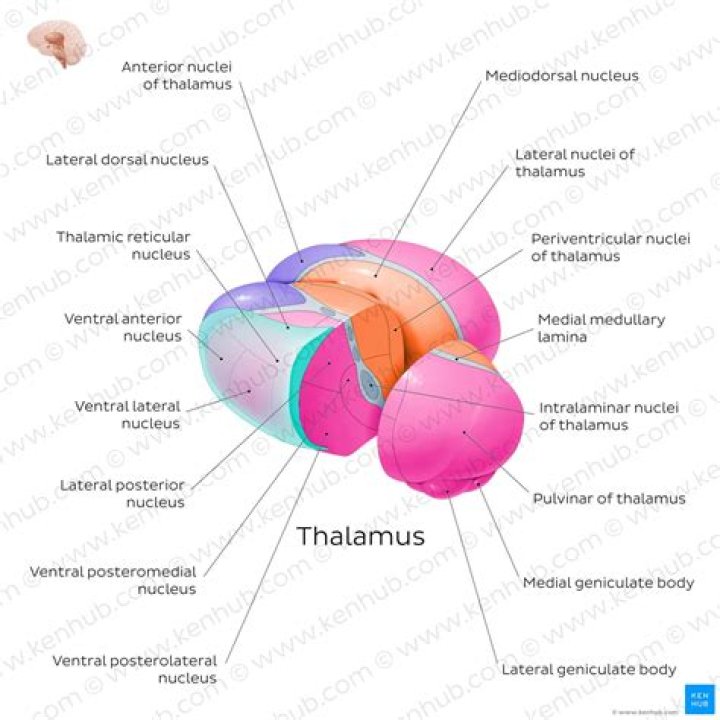 What is the function of the reticular thalamic nucleus?