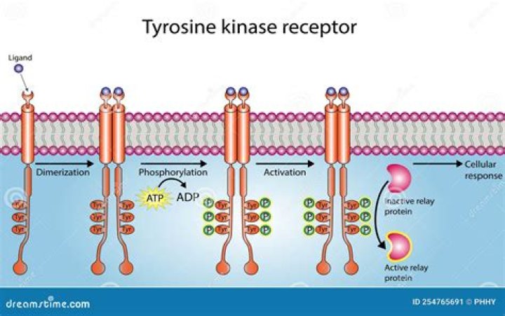 What is the function of tyrosine kinase receptor?