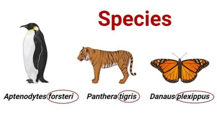 What is the genus and species of the platypus?