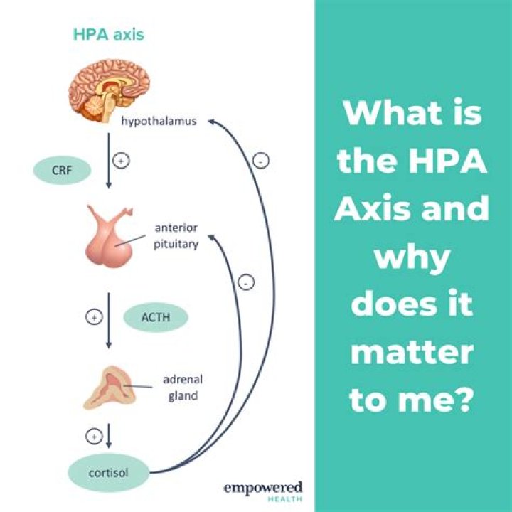 What is the HPA axis responsible for?
