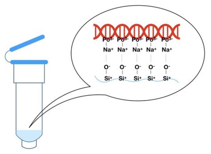 What is the hypothesis of DNA extraction?
