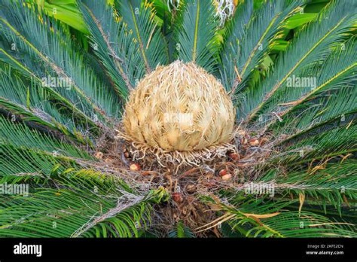 What is the importance of cycad?