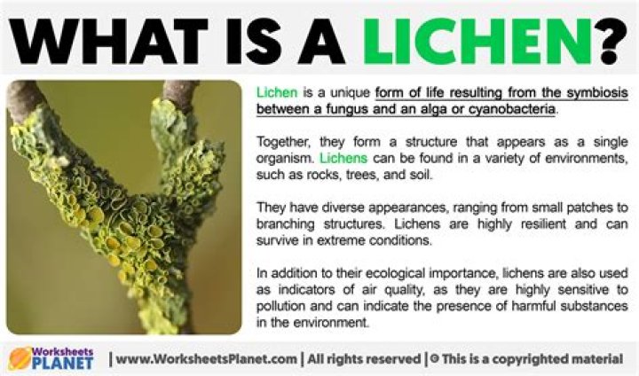 What is the importance of lichen?