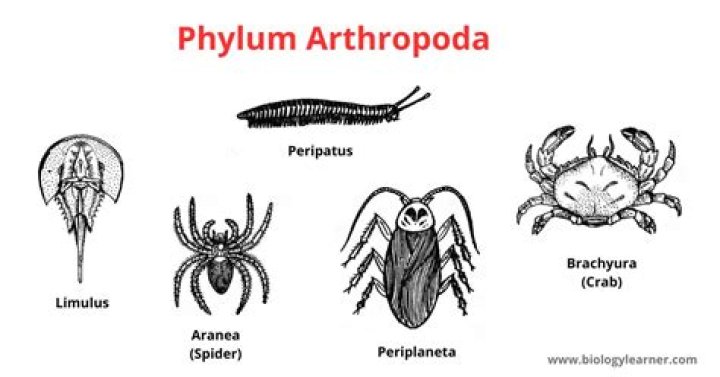 What is the importance of phylum Arthropoda?