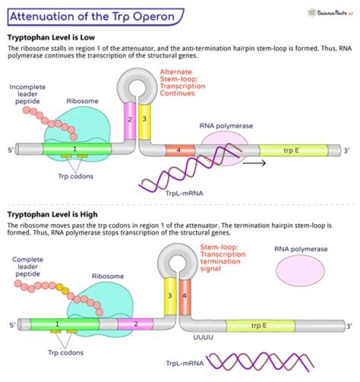 What is the inducer in the trp operon?