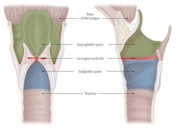 What is the infraglottic cavity?