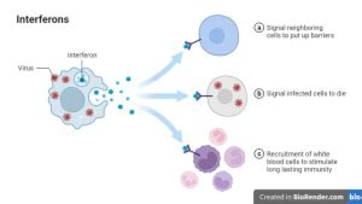What is the interferon system?