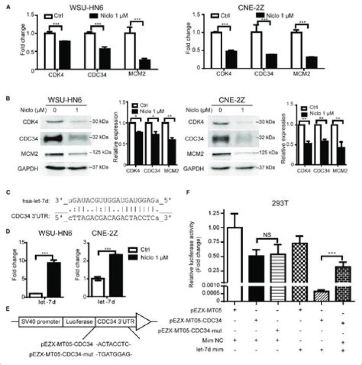 What is the key target of Cdc34 in cell cycle progression?