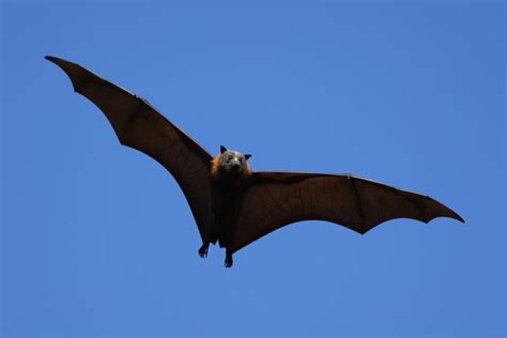 What is the largest bat ever found?