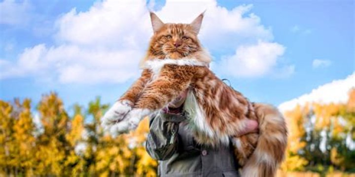 What is the largest domestic cat ever?