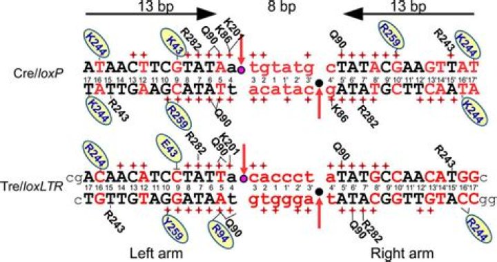 What is the loxP sequence?