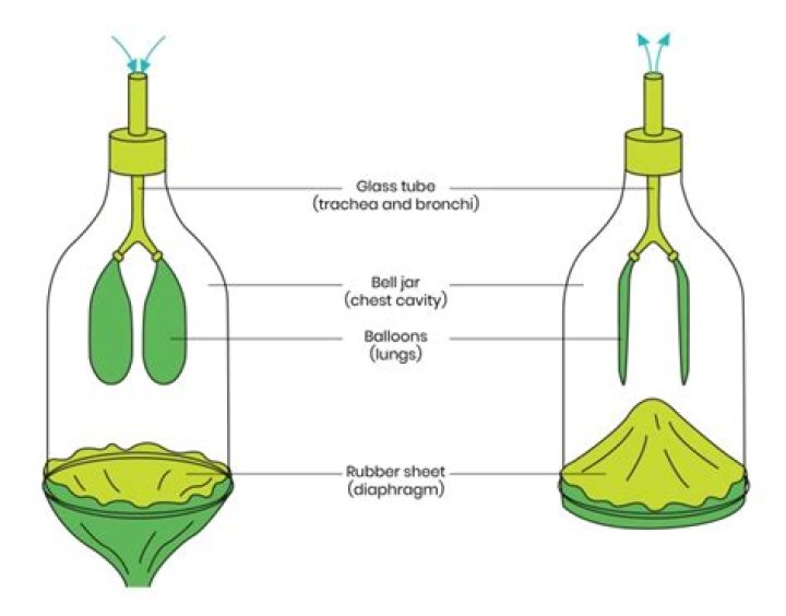 What is the main idea of the bell jar?