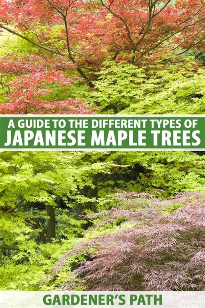 What is the meaning of a Japanese maple tree?