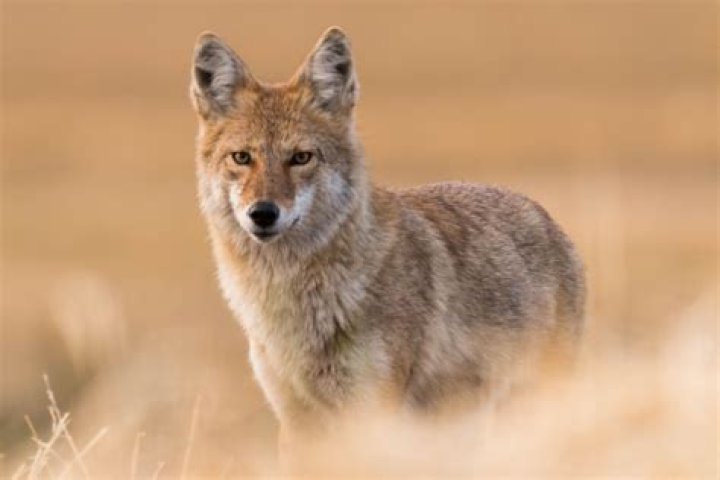 What is the meaning of Canis latrans?