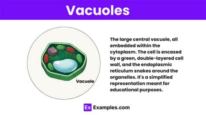 What is the meaning of cellular vacuoles?