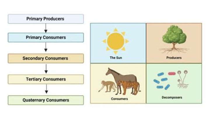 What is the meaning of primary products?