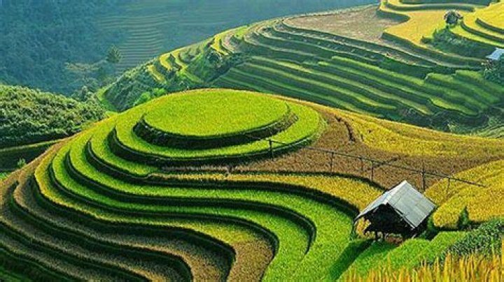 What is the meaning of terrace farming?