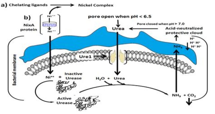 What is the mechanism of urease activity?